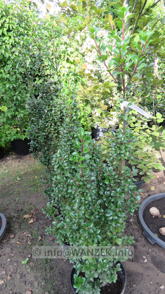 Ilex meserveae Heckenfee vorn und Heckenpracht hinten 1,2m.JPG